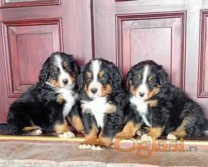 Bernski planinski pas